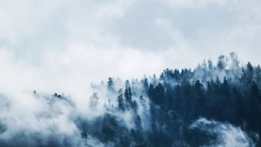 A serene view of a mist-covered forest on a mountain slope, creating a moody and mysterious atmosphere.
