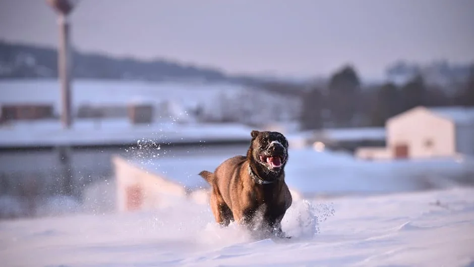 A Belgian Malinois joyfully dashing through a snowy landscape, capturing the essence of winter play.