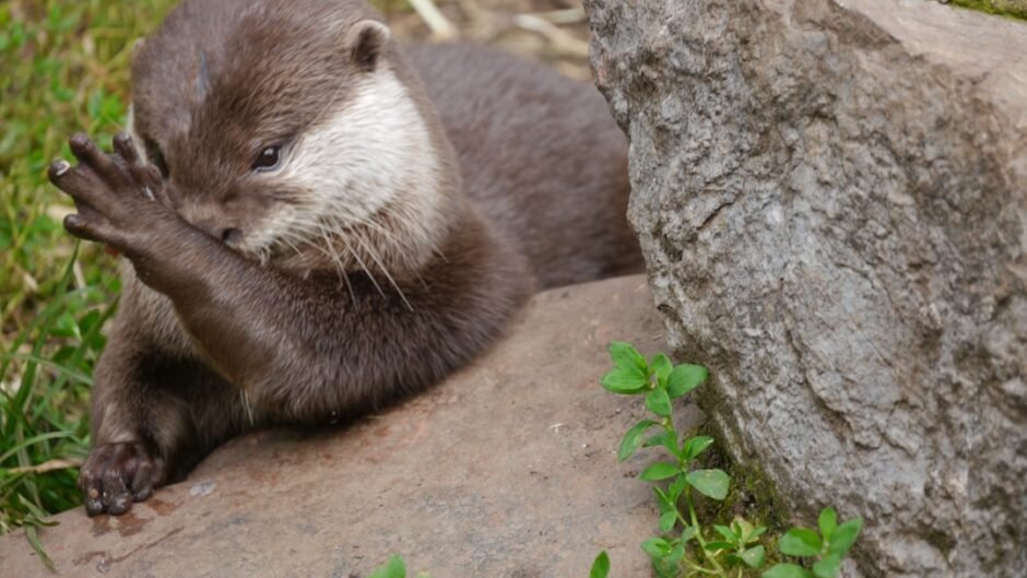 A small animal sitting on top of a rock