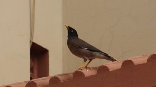 A bird standing on the edge of a building