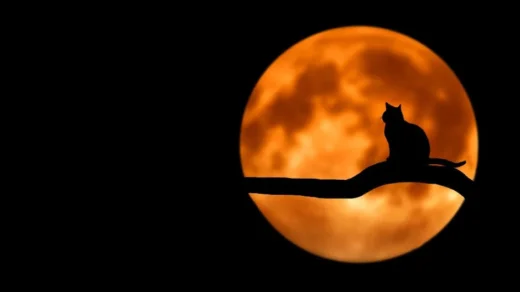 A silhouette of a cat sitting on a branch under a glowing full moon, creating an eerie night scene