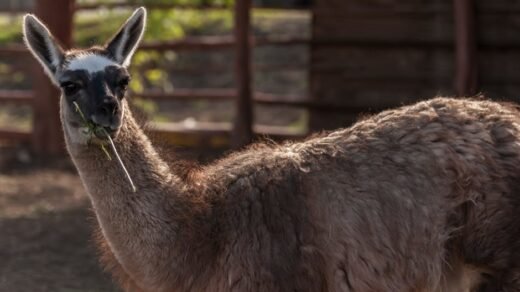 A close-up photo of a llama enjoying a meal in a sunny outdoor setting.