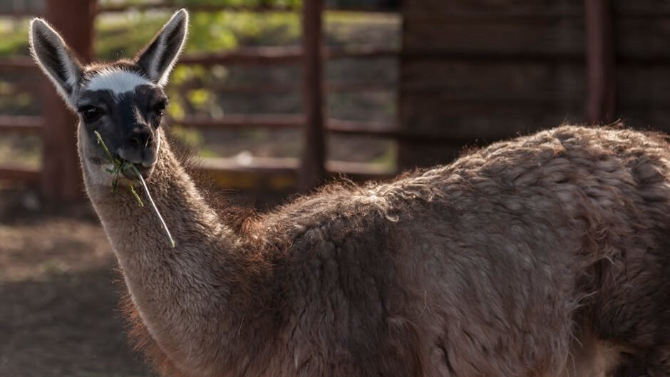 A close-up photo of a llama enjoying a meal in a sunny outdoor setting.