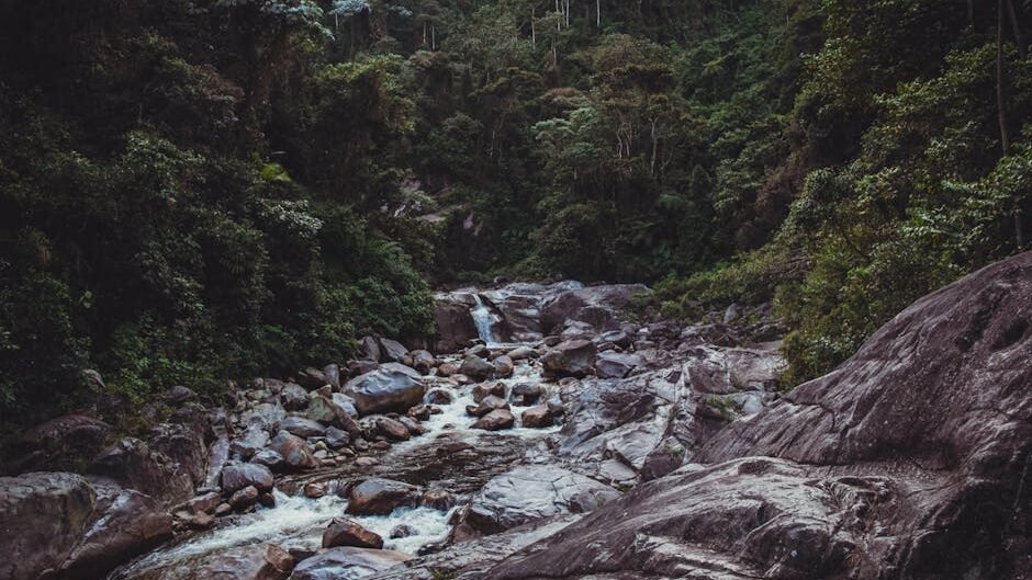 Explore a lush river valley with a rocky stream in a dense forest setting. Perfect for nature lovers.
