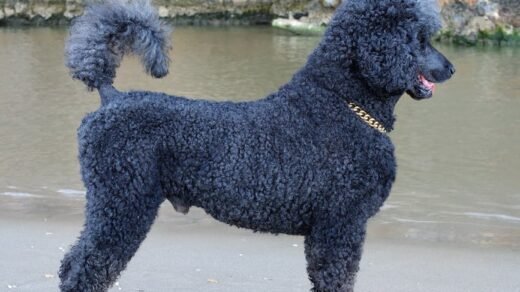 A graceful black poodle stands alertly by the shore, showcasing curly fur and a gold chain collar.
