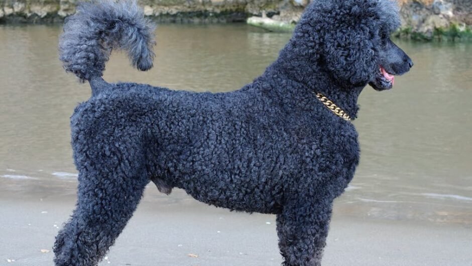 A graceful black poodle stands alertly by the shore, showcasing curly fur and a gold chain collar.