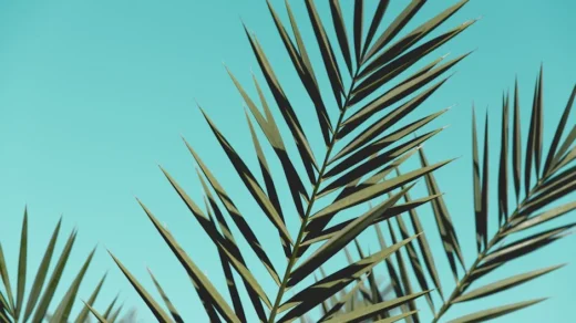 Close-up of green palm leaves with a bright blue sky backdrop, perfect for nature themes.