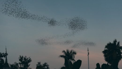 A flock of birds flying in the sky