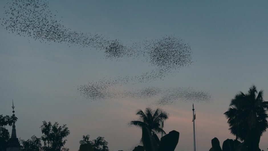 A flock of birds flying in the sky