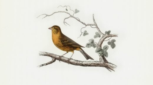 A brown bird with yellow breast perched on a branch