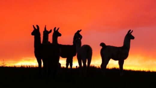 A herd of llamas silhouetted against a vibrant sunset sky, showcasing nature's beauty.