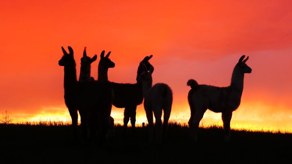 A herd of llamas silhouetted against a vibrant sunset sky, showcasing nature's beauty.