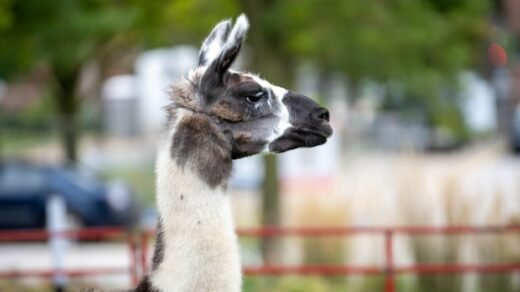 Profile portrait of a llama standing outdoors in Milwaukee Zoo.
