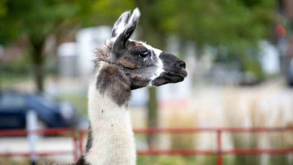 Profile portrait of a llama standing outdoors in Milwaukee Zoo.