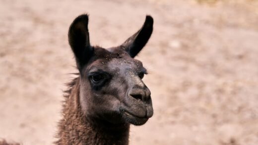 A detailed close-up of a black llama in a natural outdoor setting.