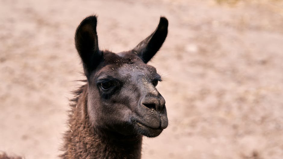 A detailed close-up of a black llama in a natural outdoor setting.