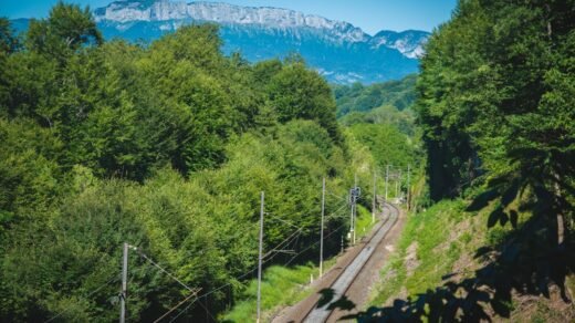 a train traveling through a lush green forest