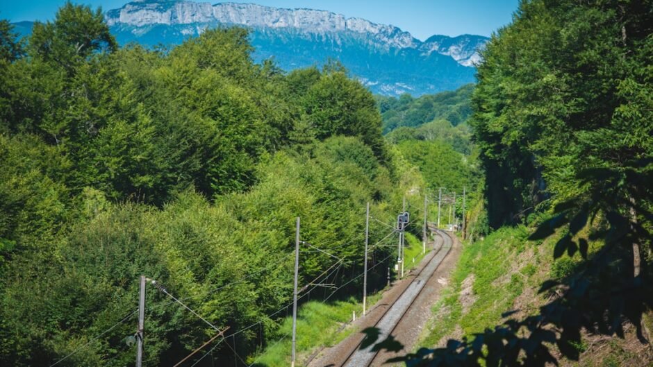 a train traveling through a lush green forest