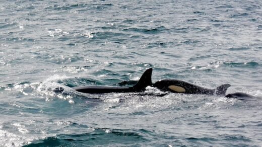 A pod of killer whales gracefully swimming in the ocean, showcasing wildlife in motion.