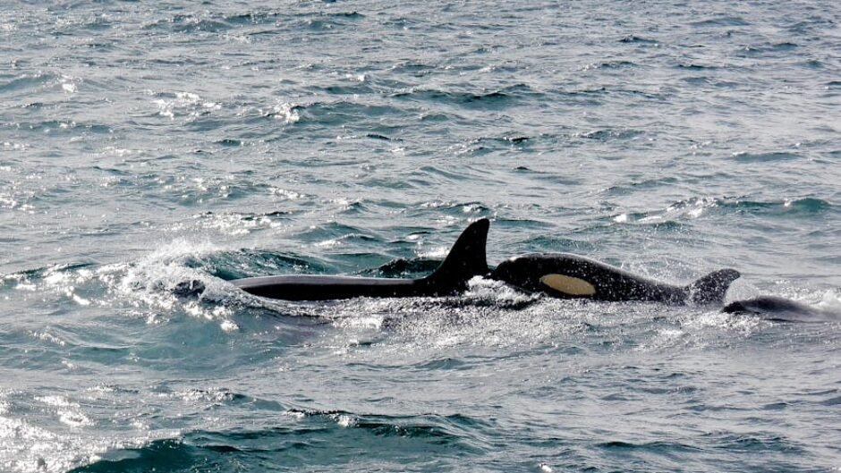 A pod of killer whales gracefully swimming in the ocean, showcasing wildlife in motion.