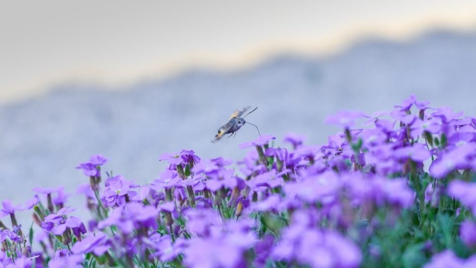 brown and black bird flying over purple flower field during daytime