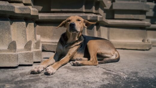 a dog lying on the ground