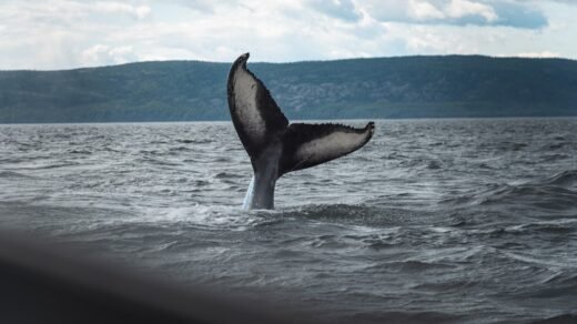black and white whale jumping over the sea