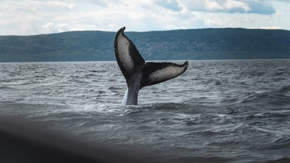 black and white whale jumping over the sea